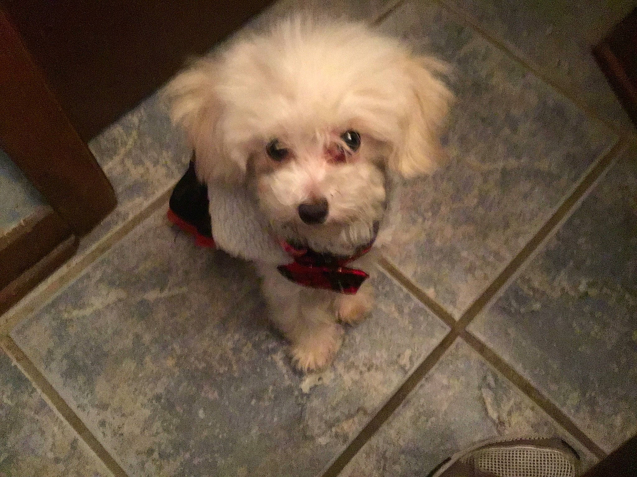 Evie joined the competition — help win amazing prizes! bichon, bichon_frise, bolognese, canidae, carnivore, companion_dog, coton_de_tulear, dog, dog_breed, havanese, maltepoo, maltese, mammal, miniature_poodle, nose, poodle_crossbreed, puppy, schnoodle, toy_poodle, vertebrate