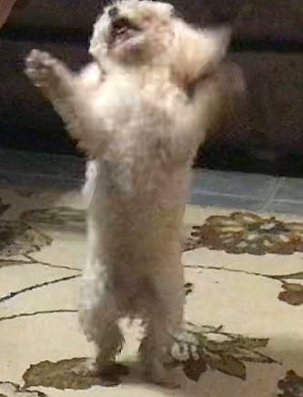 Evie is registered to the contest to win money with this photo: canidae, carnivore, cat, dog_breed, fawn, felidae, fur, paw, selkirk_rex, small_to_medium_sized_cats, snout, tail, terrestrial_animal, whiskers, wildlife