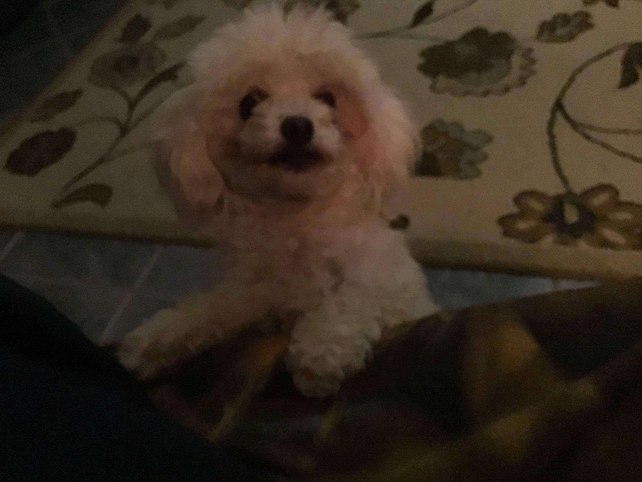 Evie is registered to the contest to win money with this photo: canidae, carnivore, chair, companion_dog, dog, dog_breed, fur, head, labradoodle, maltepoo, non_sporting_group, plant, poodle, puppy_love, snout, sporting_group, terrier, toy_dog, water_dog, working_animal