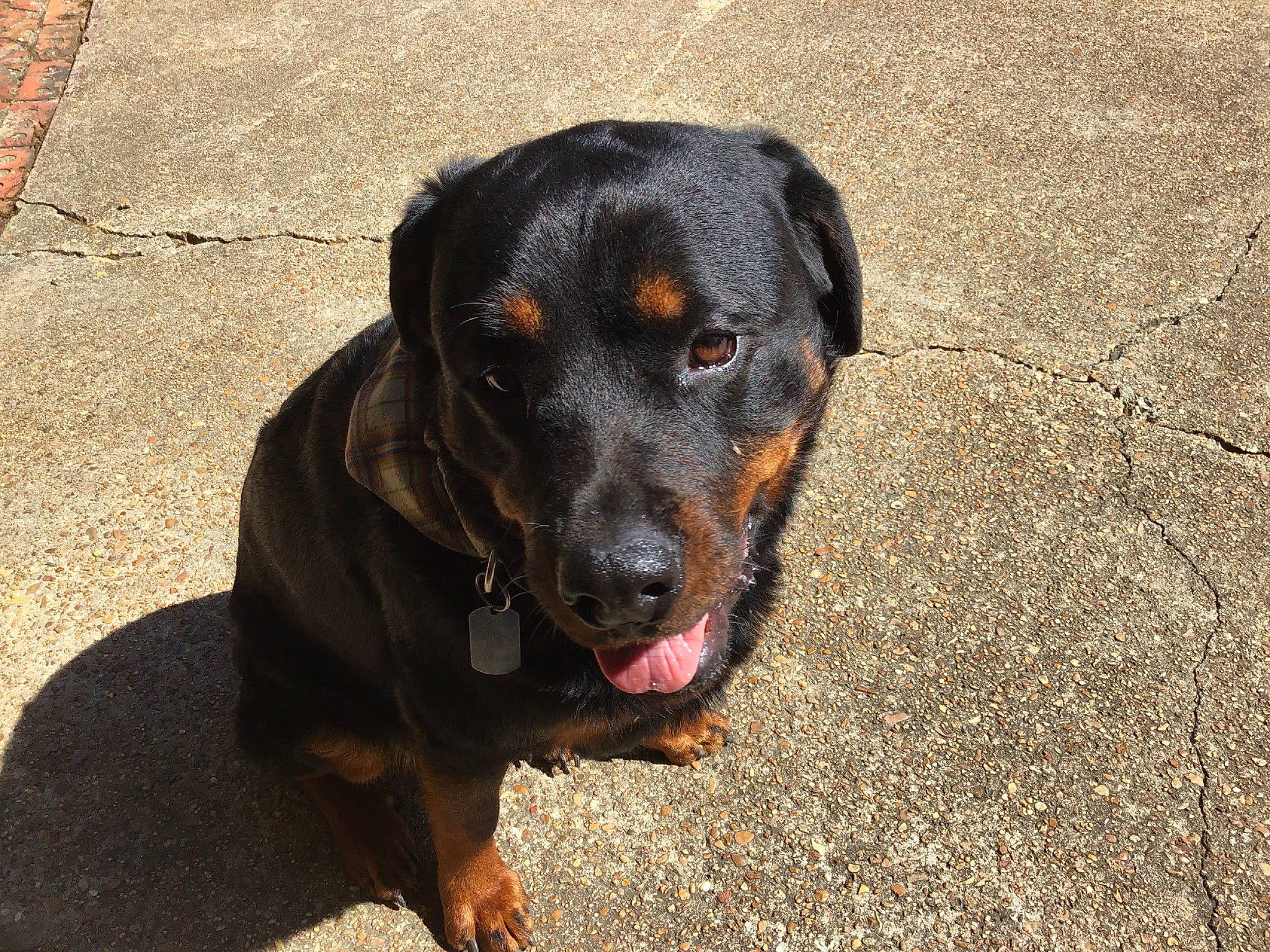 Roxie is registered to the contest to win money with this photo: austrian_black_and_tan_hound, beauceron, black_and_tan_coonhound, canidae, carnivore, dog, dog_breed, fawn, hellenikos_ichnilatis, huntaway, hunting_dog, mammal, montenegrin_mountain_hound, polish_hunting_dog, rottweiler, snout, sporting_group, street_dog, vertebrate