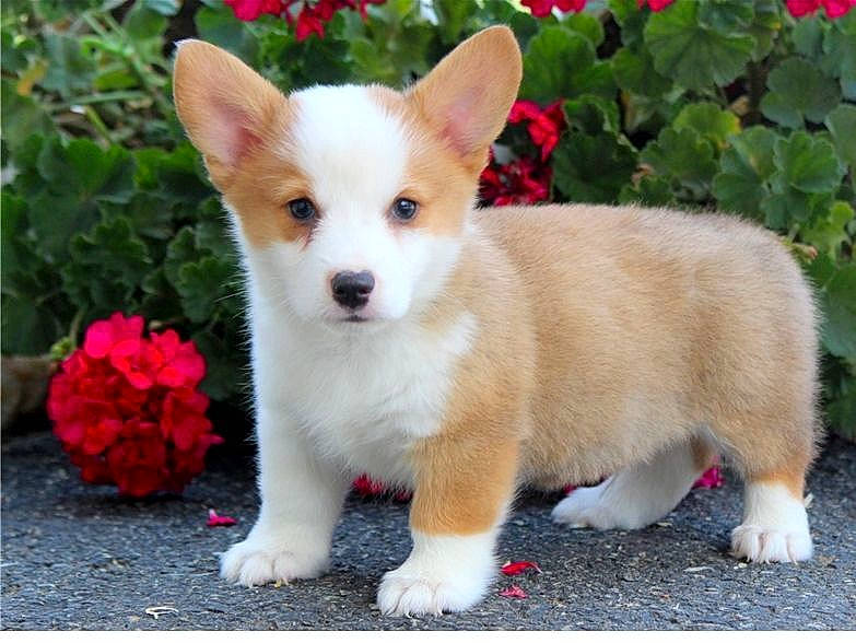 Lizzy is registered to the contest to win money with this photo: ancient_dog_breeds, canidae, cardigan_welsh_corgi, carnivore, companion_dog, corgi_chihuahua, dog, dog_breed, fawn, mammal, pembroke_welsh_corgi, puppy, vertebrate, welsh_corgi