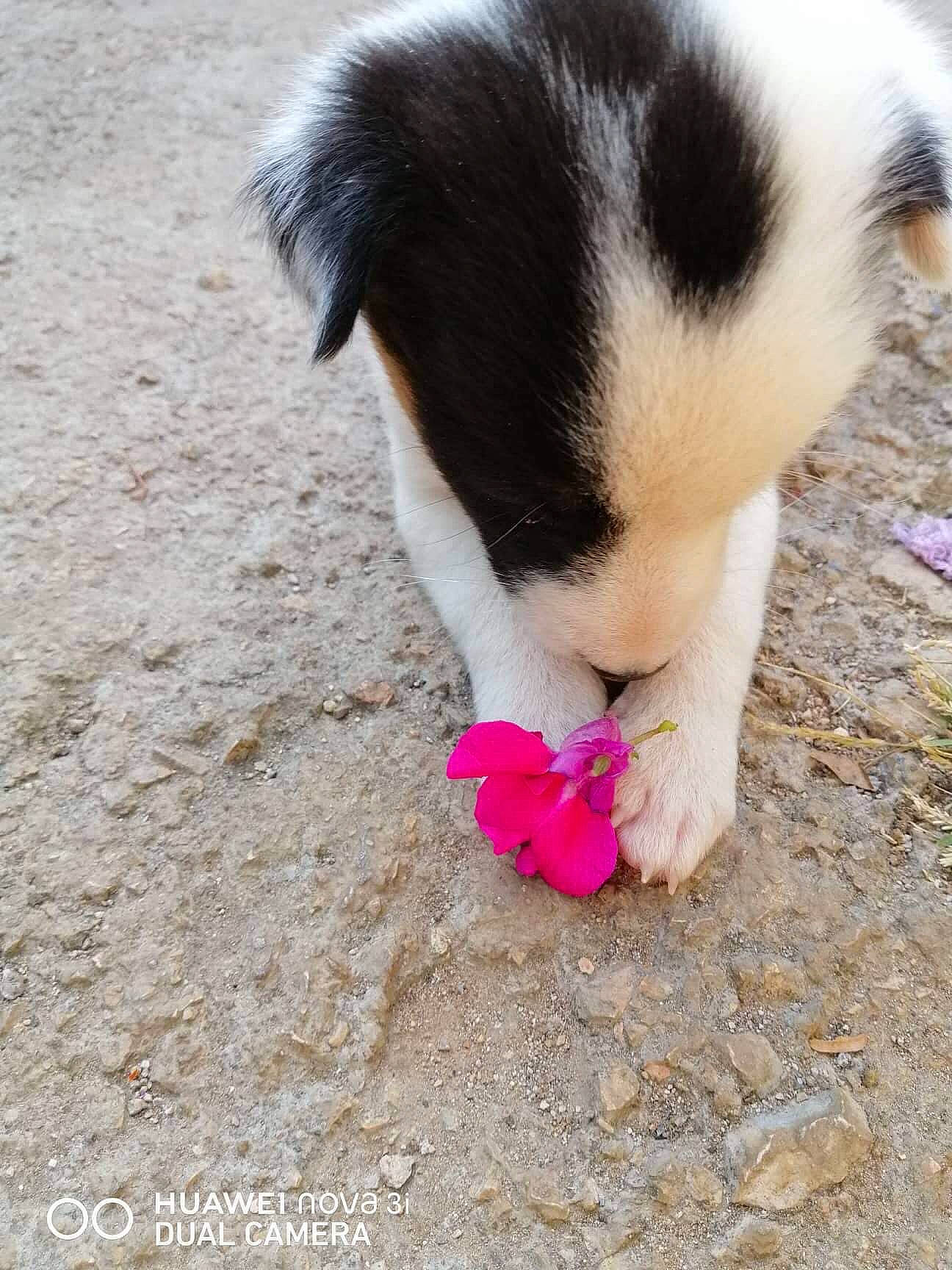 Ginger is registered to the contest to win money with this photo: australian_shepherd, border_collie, canidae, carnivore, dog, dog_breed, fawn, mammal, miniature_australian_shepherd, paw, puppy, sporting_group, tail, vertebrate