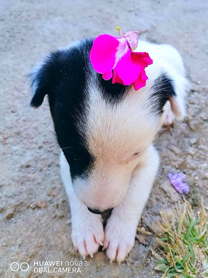 Ginger joined the competition — help win amazing prizes! canidae, carnivore, dog, dog_breed, domestic_pig, fawn, mammal, nose, pink, puppy, snout, suidae, tail, vertebrate