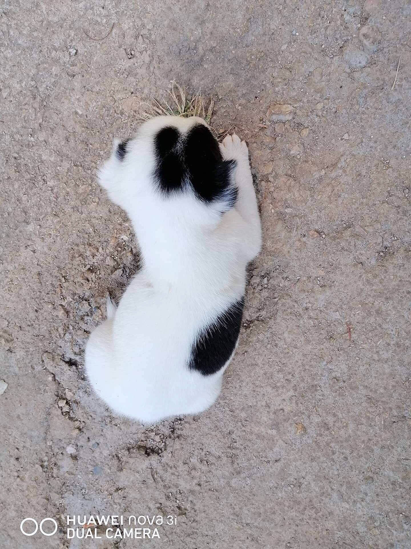 Ginger is registered to the contest to win money with this photo: canidae, carnivore, dog, puppy, tail