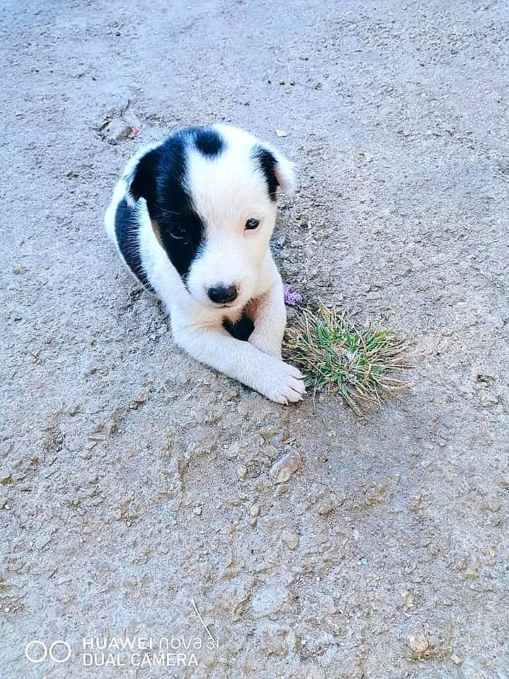 Ginger joined the competition — help win amazing prizes! canidae, carnivore, dog, dog_breed, mammal, non_sporting_group, rare_breed_dog, vertebrate