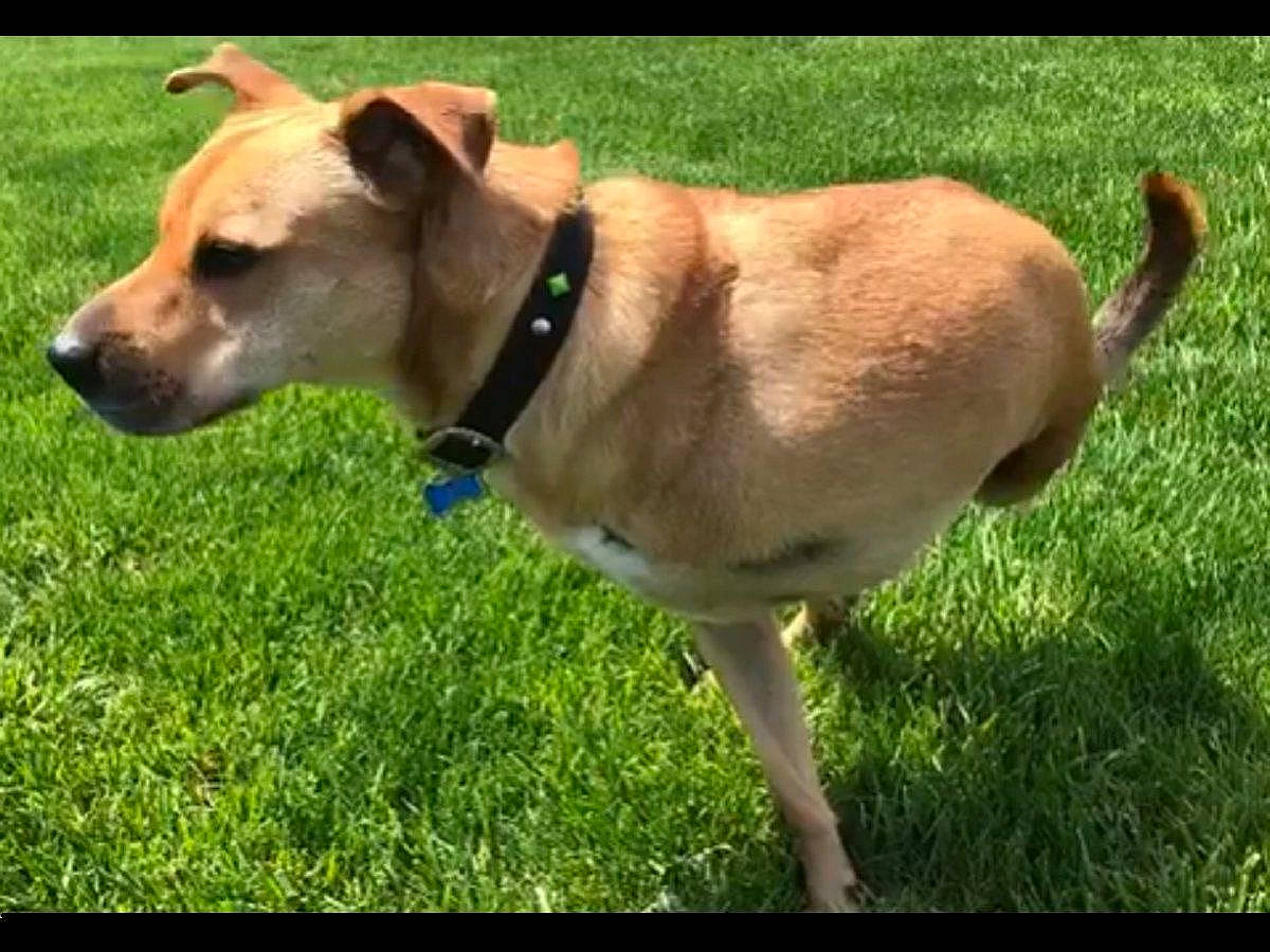 Duke is registered to the contest to win money with this photo: ancient_dog_breeds, carnivore, collar, companion_dog, dog, dog_breed, dog_collar, dog_supply, fashion_accessory, grass, grassland, hunting_dog, leash, non_sporting_group, pet_supply, tail, terrestrial_animal, whiskers, working_animal, working_dog