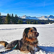 Haska participe au concours pour gagner de l'argent avec cette photo : dog, snow, mountains, outdoor, nature, winter, canine, landscape, pine_trees, blue_sky, cold, fur, leash, sunlight, animal, scenic, serene, forest, pet, daytime