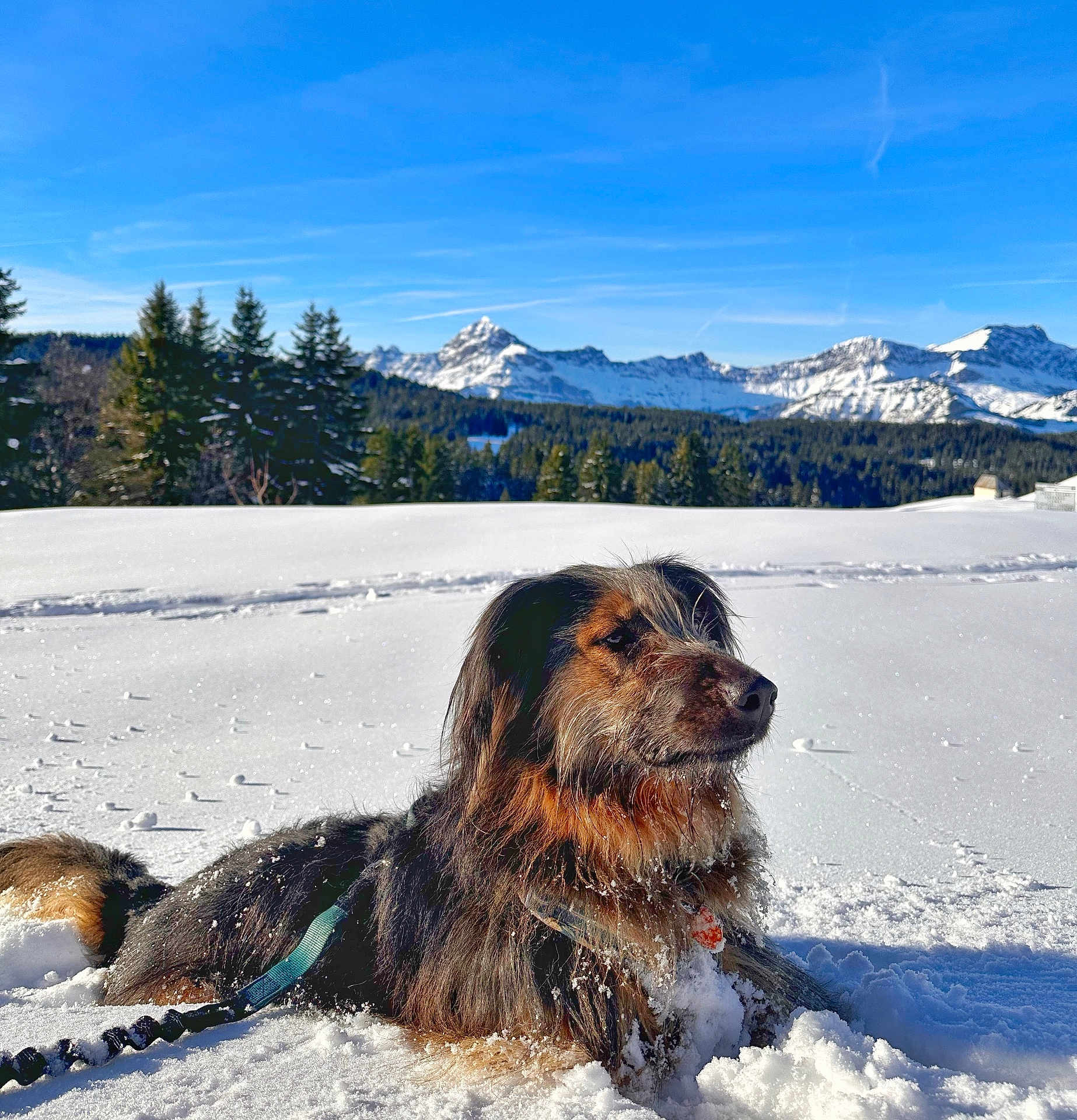 Haska participe au concours pour gagner de l'argent avec cette photo : dog, snow, mountains, outdoor, nature, winter, canine, landscape, pine_trees, blue_sky, cold, fur, leash, sunlight, animal, scenic, serene, forest, pet, daytime