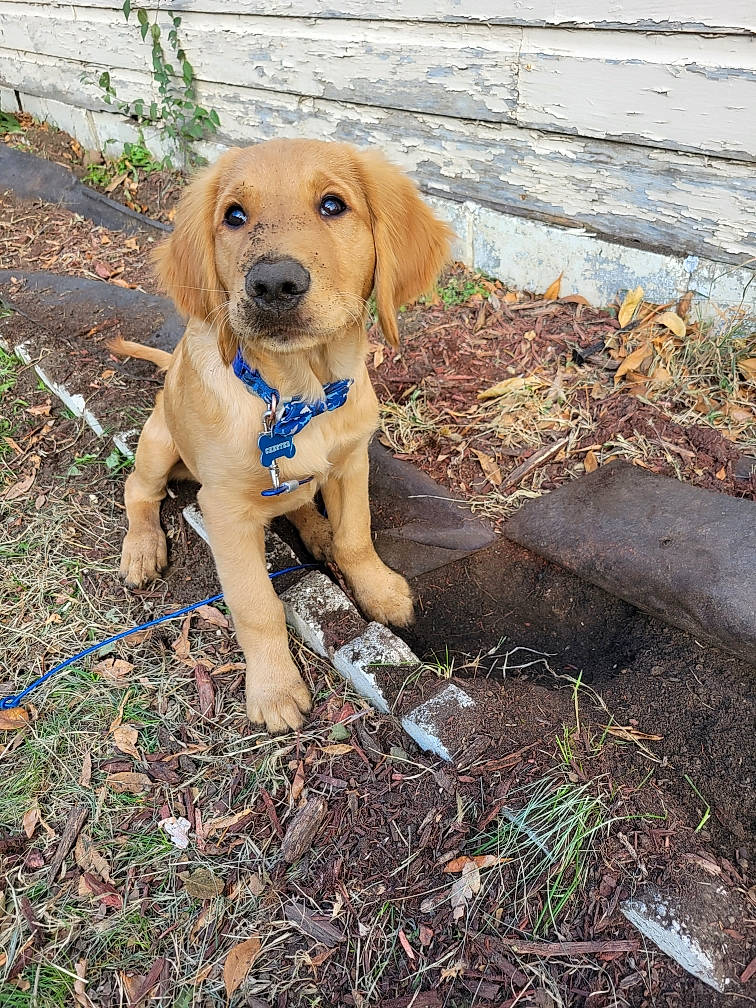 Chester is registered to the contest to win money with this photo: carnivore, collar, companion_dog, dog, dog_breed, dog_collar, dog_supply, fawn, grass, gun_dog, pet_supply, plant, retriever, snout, soil, sporting_group, tail, terrestrial_animal, wood, working_animal