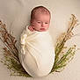newborn, baby, swaddled, blanket, infant, portrait, face, head, skin, peaceful, lying_down, flora, dried_flowers, nature, soft_texture, closeup, cute, small, resting, calm