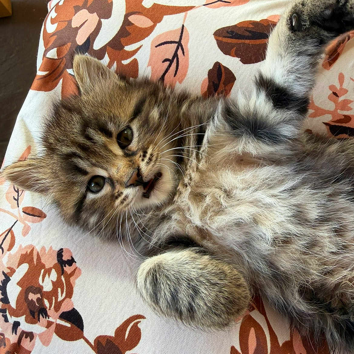 Mya a rejoint le concours — aidez-le/la à gagner de superbes lots ! animal, cat, closeup, cute, ears, eyes, fabric, face, fluffy, fur, indoor, kitten, mouth, pattern, paw, pet, resting, striped, tabby, whiskers