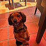 Rocket participe au concours pour gagner de l'argent avec cette photo : dog, pet, smiling, outdoor, terracotta_tiles, sunlight, furniture, table, chair, shadow, happy, small_dog, brown_fur, black_fur, collar, looking_up, playful, cute, animal, domestic
