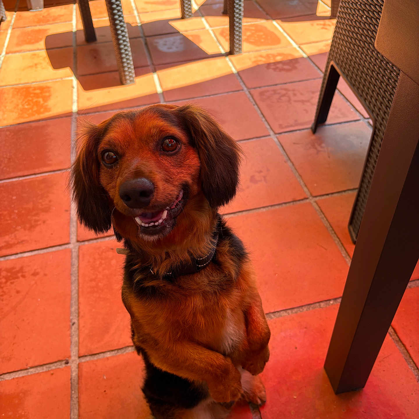 Rocket participe au concours pour gagner de l'argent avec cette photo : dog, pet, smiling, outdoor, terracotta_tiles, sunlight, furniture, table, chair, shadow, happy, small_dog, brown_fur, black_fur, collar, looking_up, playful, cute, animal, domestic