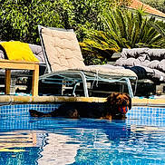 Rocket a rejoint le concours — aidez-le/la à gagner de superbes lots ! dog, pool, water, ball, lounge_chair, outdoor, sunny, greenery, leafy_plants, blue_sky, relaxation, summer, pet, canine, backyard, furniture, daytime, recreation, vacation, animal