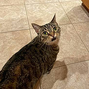 Grumps joined the competition — help win amazing prizes! animal, cat, curious, cute, domestic, ears, expression, feline, floor, fur, green_eyes, indoor, looking_up, mammal, mouth_open, pet, shadow, tabby, tile, whiskers