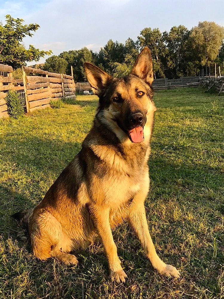 Orkan participe au concours pour gagner de l'argent avec cette photo : belgian_shepherd_malinois, canidae, carnivore, dog, dog_breed, east_european_shepherd, fawn, german_shepherd_dog, herding_dog, king_shepherd, kunming_wolfdog, mammal, old_german_shepherd_dog, rare_breed_dog, shiloh_shepherd_dog, vertebrate, wolfdog, working_dog