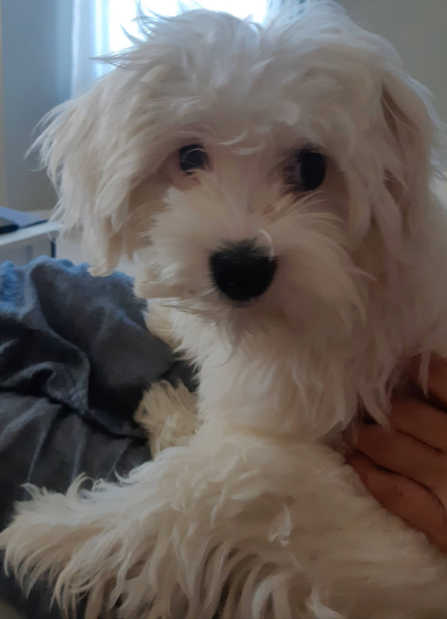 Gaston a rejoint le concours — aidez-le/la à gagner de superbes lots ! canidae, carnivore, companion_dog, dog, dog_breed, fur, maltepoo, non_sporting_group, shih_poo, small_terrier, snout, sporting_group, terrier, toy_dog, water_dog, working_animal, yorkipoo