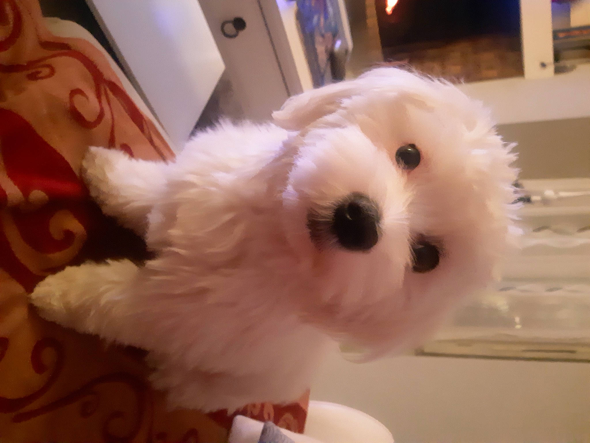 Gaston a rejoint le concours — aidez-le/la à gagner de superbes lots ! bichon, canidae, carnivore, collar, companion_dog, dog, dog_breed, event, fur, maltepoo, non_sporting_group, small_terrier, snout, sporting_group, stuffed_toy, toy, toy_dog, working_animal