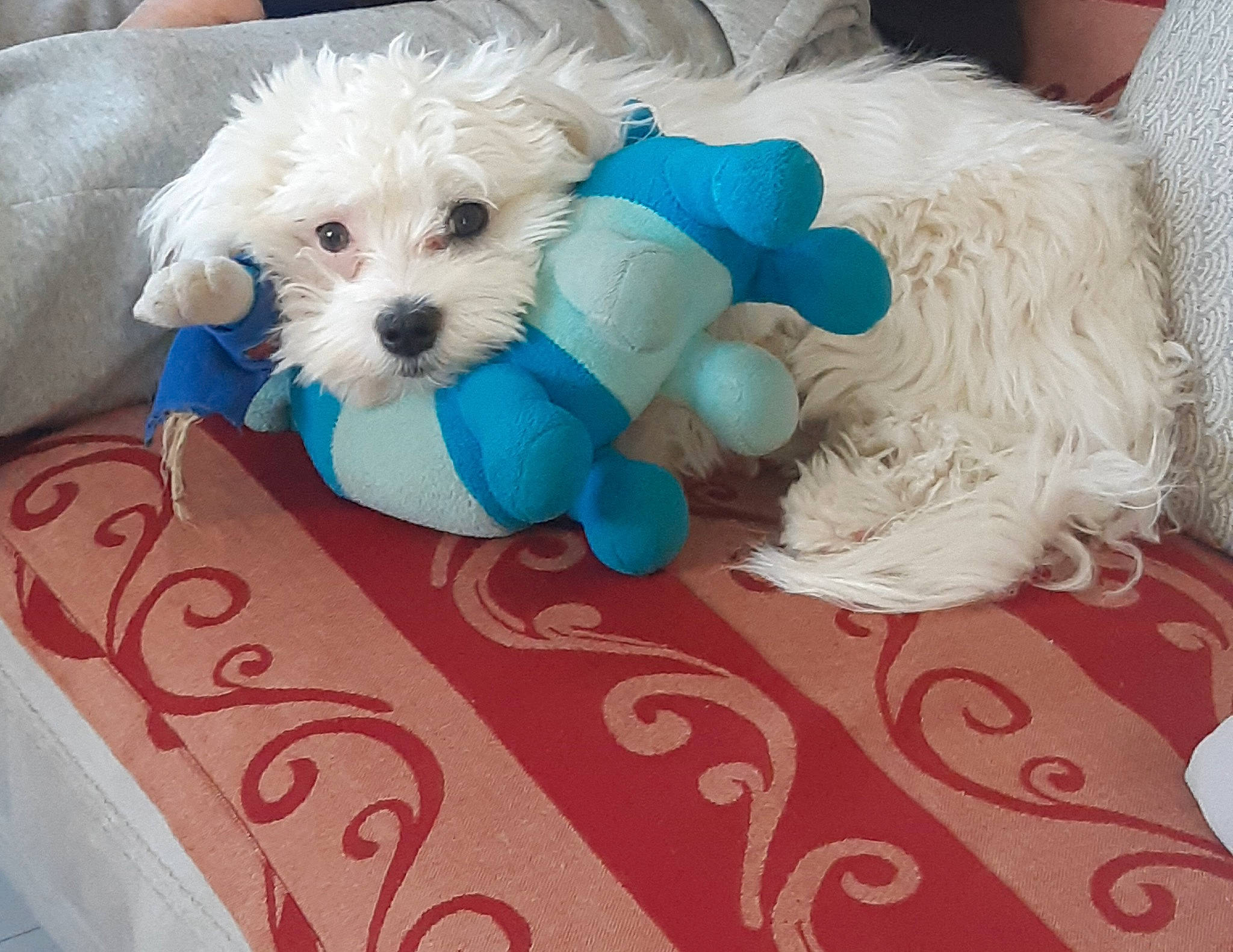 Gaston a rejoint le concours — aidez-le/la à gagner de superbes lots ! canidae, carnivore, companion_dog, dog, dog_breed, dog_clothes, dog_supply, flooring, fur, labradoodle, maltepoo, plush, puppy_love, small_terrier, sporting_group, stuffed_toy, sunglasses, terrier, toy, toy_dog