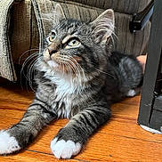Luna is registered to the contest to win money with this photo: kitten, cat, tabby, white_paws, fur, whiskers, wooden_floor, couch, furniture, indoor, pet, animal, cute, curious, young, relaxed, close_up, light, texture, soft
