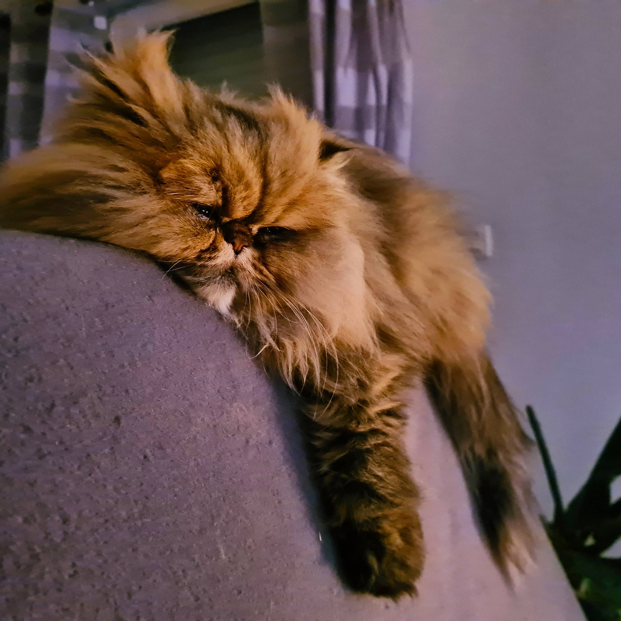 Siam participe au concours pour gagner de l'argent avec cette photo : british_longhair, carnivore, cat, claw, comfort, eye, fawn, felidae, fur, head, liver, paw, persian, small_to_medium_sized_cats, snout, tail, terrestrial_animal, whiskers