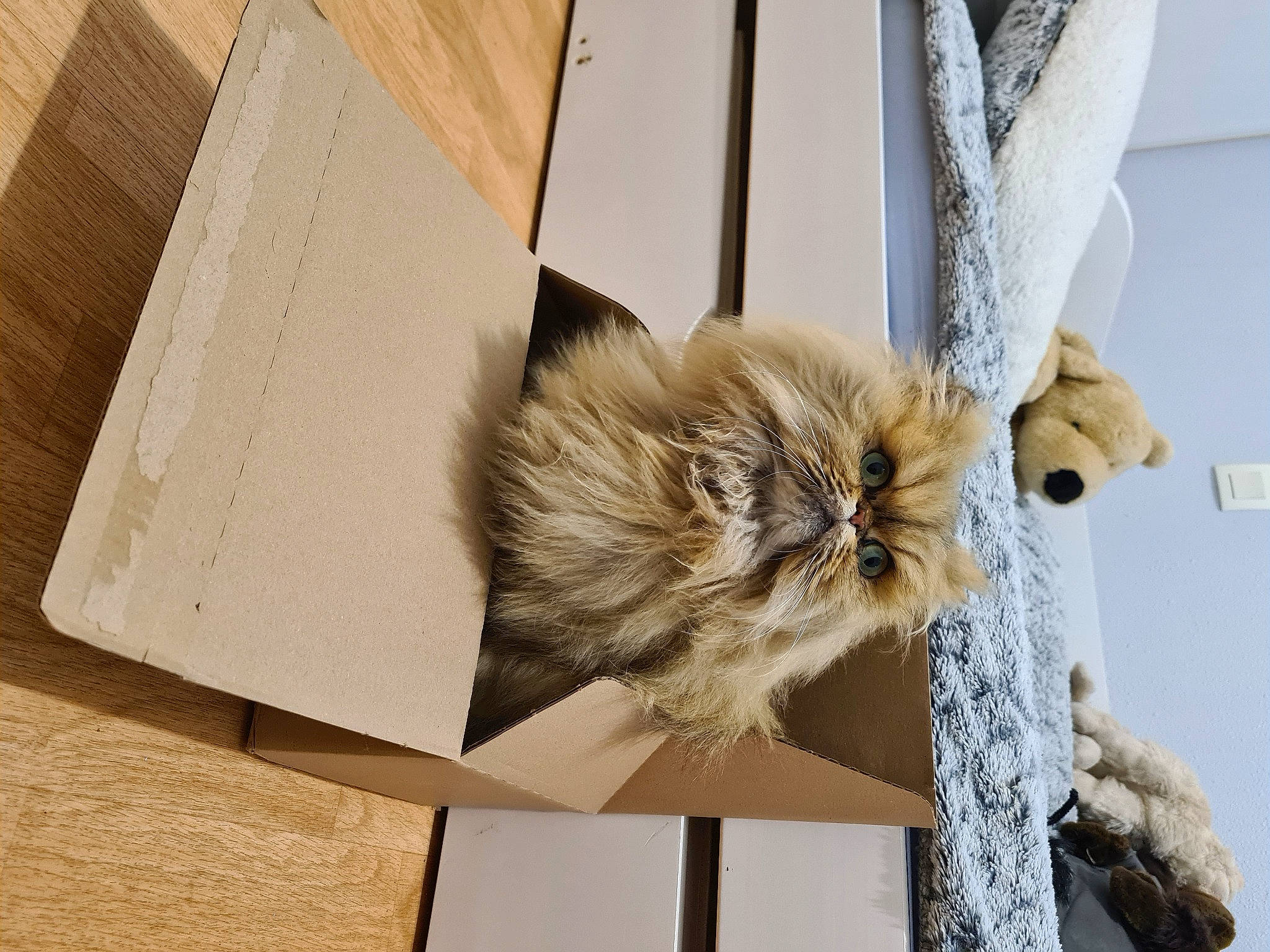 Siam a rejoint le concours — aidez-le/la à gagner de superbes lots ! beige, carnivore, cat, claw, fashion_accessory, fawn, felidae, fur, natural_material, palm_tree, paper_product, plant, rectangle, small_to_medium_sized_cats, snout, tail, tree, whiskers, window, wood