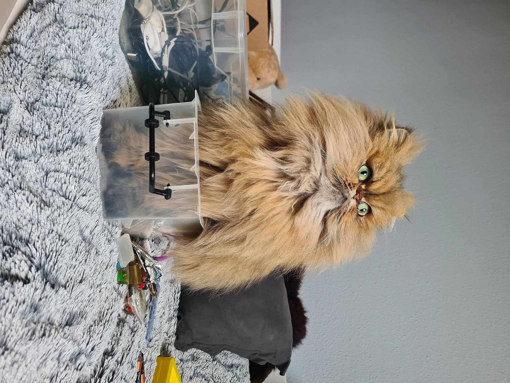 Siam participe au concours pour gagner de l'argent avec cette photo : canidae, dog_breed, fashion_accessory, fashion_design, fawn, felidae, fur, natural_material, small_to_medium_sized_cats, terrestrial_animal, whiskers, wood, yellow