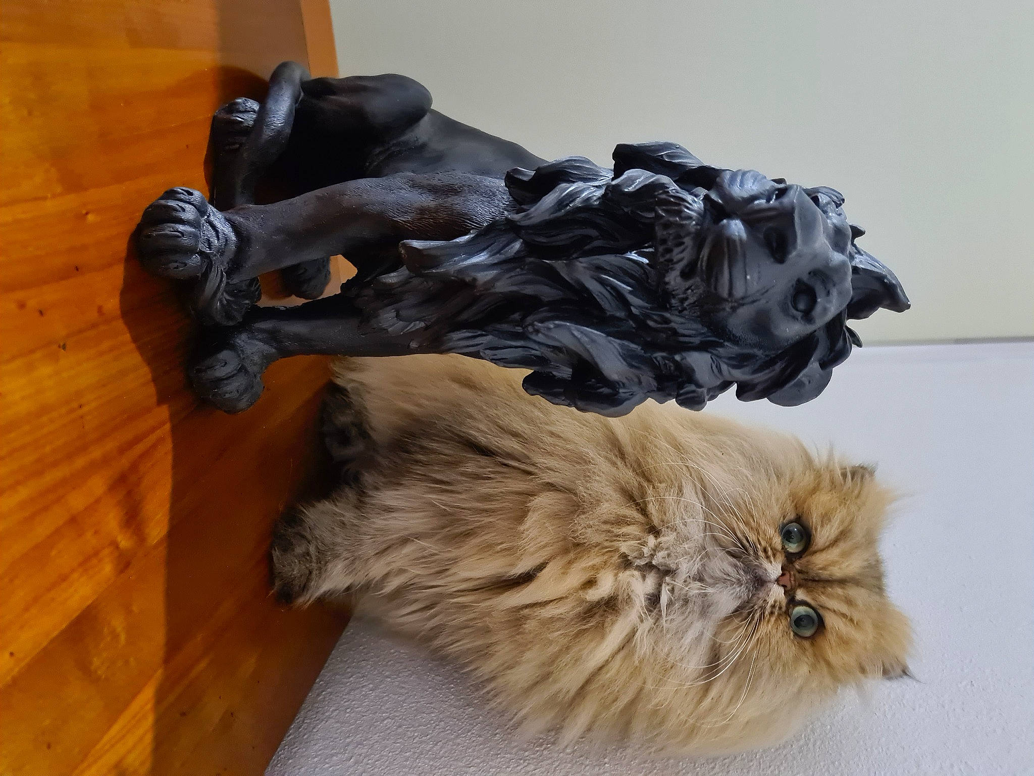 Siam participe au concours pour gagner de l'argent avec cette photo : carnivore, companion_dog, dog_breed, flooring, fur, hardwood, liver, metal, varnish, wood, wood_stain