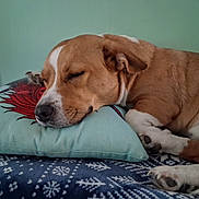 Ein is registered to the contest to win money with this photo: dog, sleeping, pillow, indoor, snooze, brown_white_fur, paws, nose, snout, resting, pet, canine, close_up, cushion, blanket, patterned_blanket, home_interior, relaxed, cozy, portrait