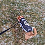 Ein is registered to the contest to win money with this photo: dog, pet, leash, jacket, sports_logo, chicago, coat, grass, frost, winter, walking, canine, tail, brown_fur, white_marking, small_dog, outdoor, back_view, paws, collar