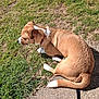dog, canine, pet, brown_fur, white_paws, white_tail_tip, collar, red_collar, leash, grass, sidewalk, sunlit, outdoor, sitting, resting, profile, head, tail, daytime, shadow