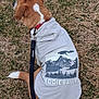 Ein joined the competition — help win amazing prizes! dog, pet, canine, hoodie, clothing, leash, collar, dog_tag, grass, outdoor, sitting, back_view, brown_fur, white_marking, tail, park, mountain_graphic, brand_logo, fabric_texture, side_profile