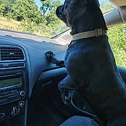Athènes a rejoint le concours — aidez-le/la à gagner de superbes lots ! dog, black_dog, car_interior, dashboard, car_seat, window, collar, nature, trees, sunlight, pet, animal, vehicle, road_trip, curious, paw, greenery, daylight, side_view, travel