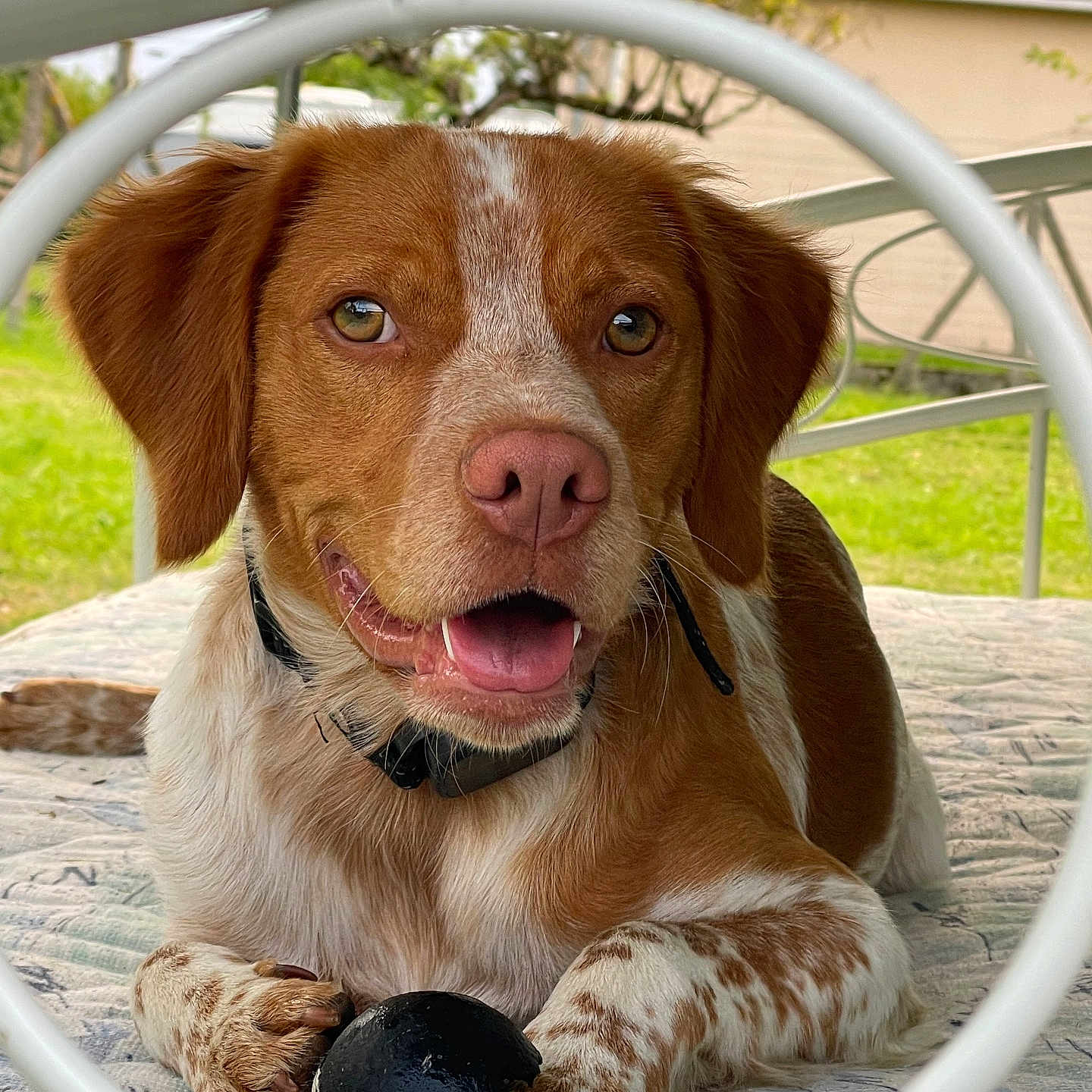 Uno a rejoint le concours — aidez-le/la à gagner de superbes lots ! animal, architecture, building, canine, dog, face, grass, head, hound, housing, outdoors, person, pet, photography, plant, pointer, portrait, puppy, shelter, sphere