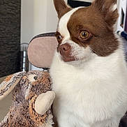 Sylka a rejoint le concours — aidez-le/la à gagner de superbes lots ! animal, blanket, brown_and_white, close_up, companion, cute, dog, ears, face, fur, furniture, home, indoor, pet, relaxing, sitting, small_dog, soft, stuffed_animal, toy