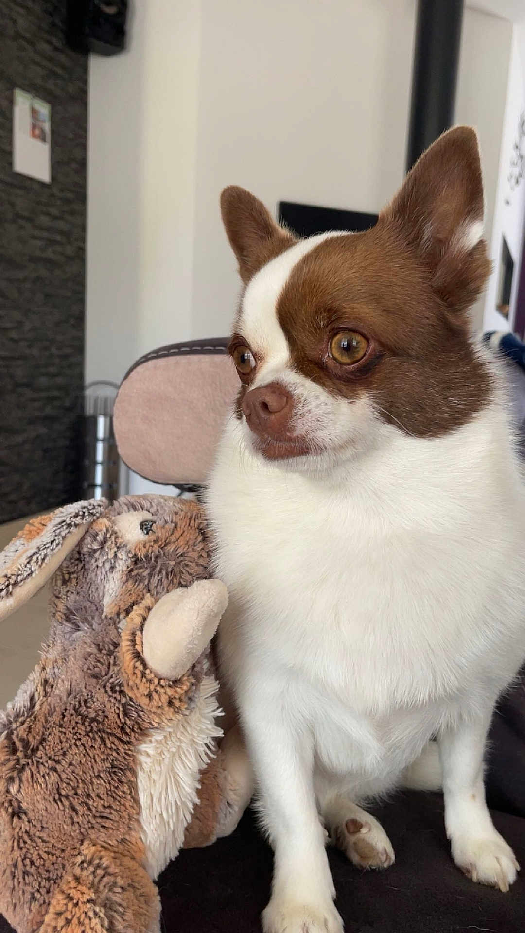 Sylka a rejoint le concours — aidez-le/la à gagner de superbes lots ! animal, blanket, brown_and_white, close_up, companion, cute, dog, ears, face, fur, furniture, home, indoor, pet, relaxing, sitting, small_dog, soft, stuffed_animal, toy