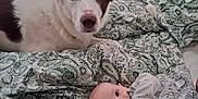 Eilidh is registered to the contest to win money with this photo: baby, dog, bed, blanket, pattern, indoor, curious, looking, animal, child, pet, comfort, cute, portrait, face, fur, sleepwear, resting, together, home