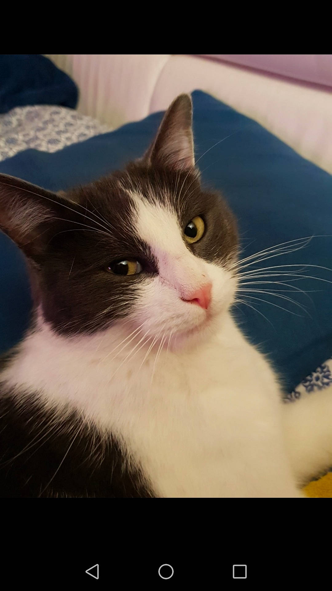 Ninho participe au concours pour gagner de l'argent avec cette photo : aegean_cat, american_wirehair, carnivore, cat, domestic_short_haired_cat, european_shorthair, eye, felidae, fur, kitten, mammal, small_to_medium_sized_cats, snout, whiskers