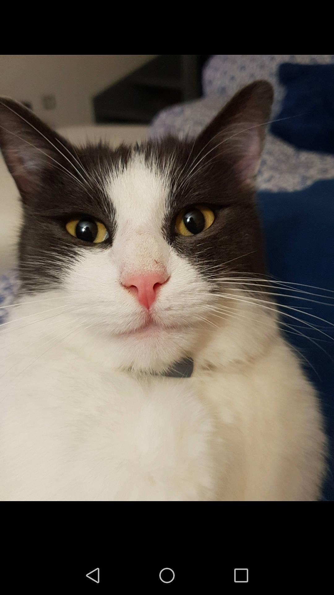 Ninho participe au concours pour gagner de l'argent avec cette photo : aegean_cat, american_wirehair, black_and_white, carnivore, cat, domestic_short_haired_cat, eye, felidae, japanese_bobtail, kitten, mammal, norwegian_forest_cat, nose, polydactyl_cat, small_to_medium_sized_cats, snout, turkish_angora, turkish_van, vertebrate, whiskers