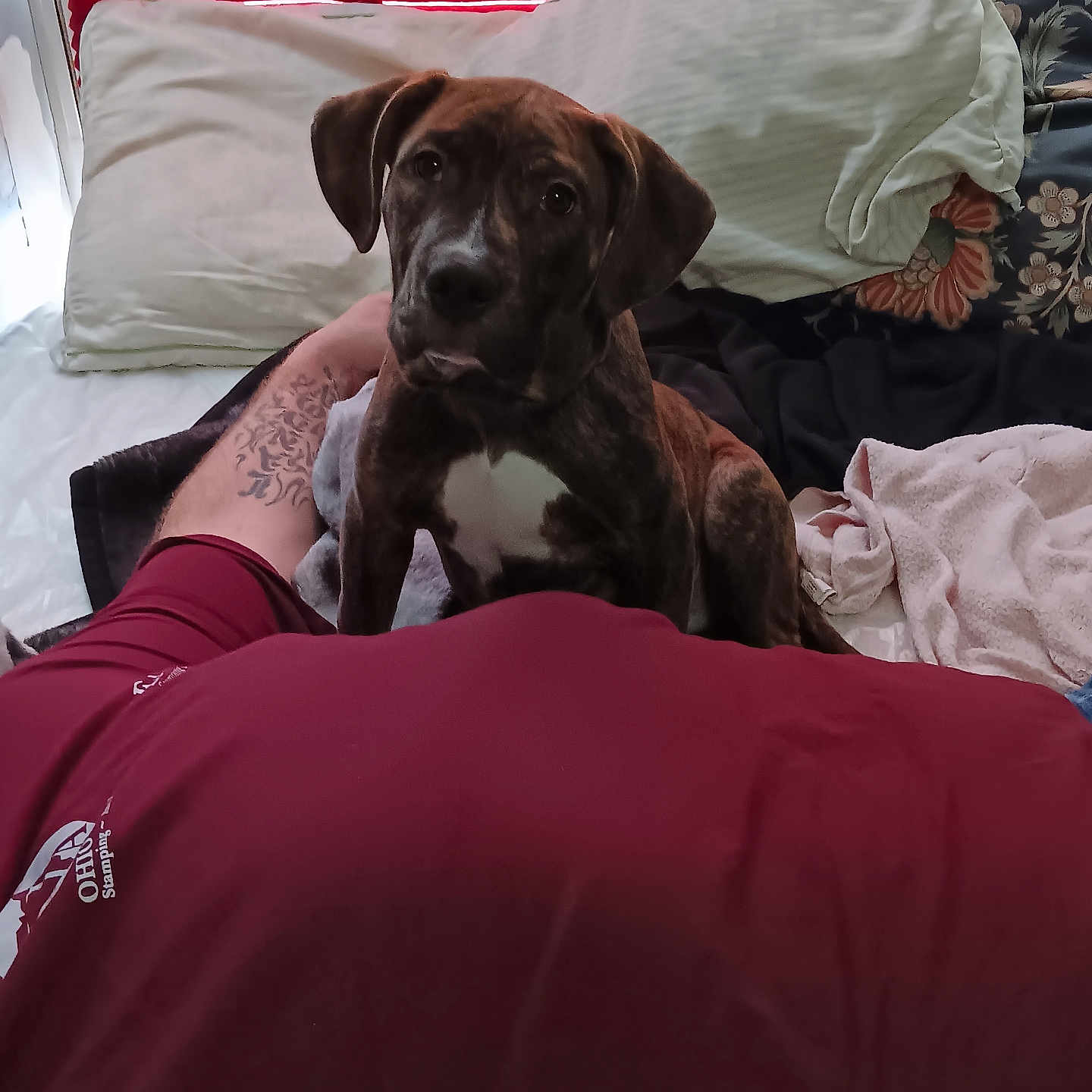 Zeus joined the competition — help win amazing prizes! adult, animal, bed, blanket, bulldog, canine, couch, cushion, dog, furniture, homedecor, hound, indoors, labradorretriever, male, man, person, pet, pointer, puppy