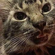 Little Bear joined the competition — help win amazing prizes! animal, background, cat, close_up, cozy, curious, cute, domestic, ears, eyes, face, feline, fur, indoor, mouth, nose, pet, portrait, tabby, whiskers