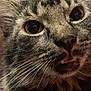animal, background, cat, close_up, cozy, curious, cute, domestic, ears, eyes, face, feline, fur, indoor, mouth, nose, pet, portrait, tabby, whiskers