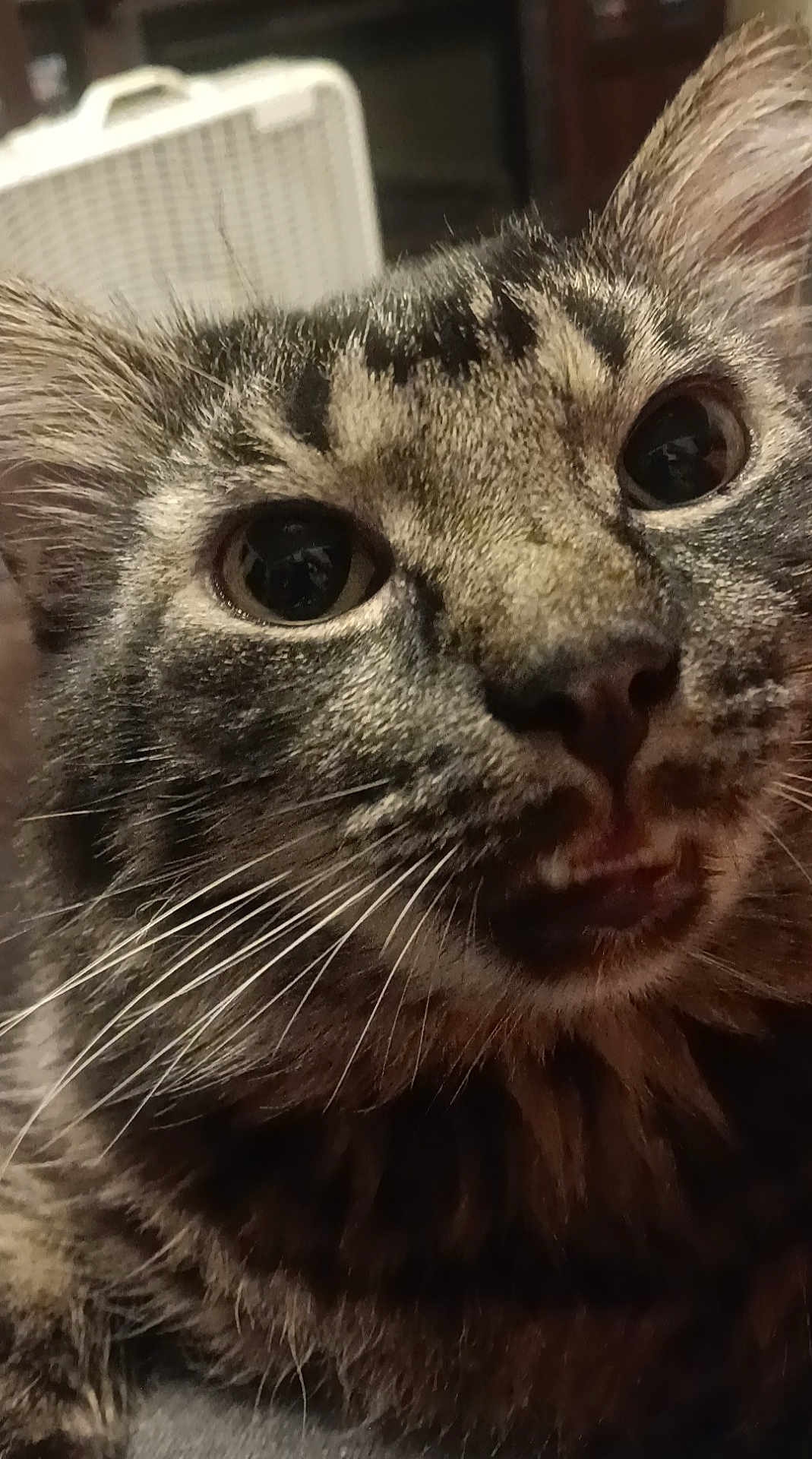 Little Bear