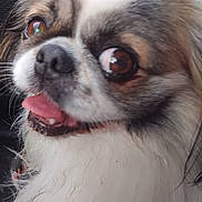 Pouchkine participe au concours pour gagner de l'argent avec cette photo : animal, black_fur, brown_eyes, car_interior, close_up, companion, cute, dog, fluffy, furry, happy, indoor, mammal, nose, pet, portrait, small_dog, tongue_out, whiskers, white_fur