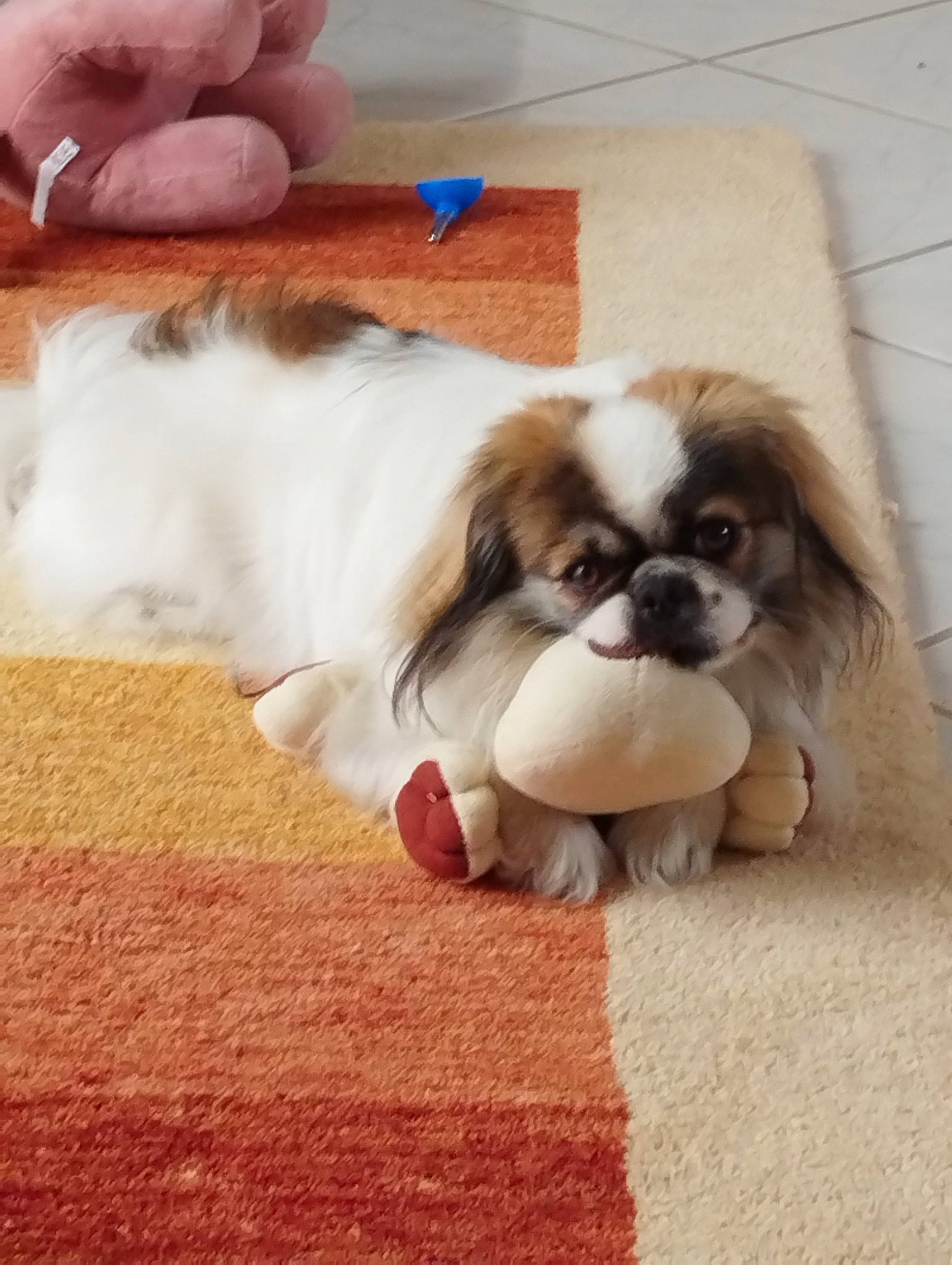 Pouchkine a rejoint le concours — aidez-le/la à gagner de superbes lots ! canidae, carnivore, comfort, companion_dog, dog, dog_breed, door, fawn, flooring, fur, king_charles_spaniel, liver, papillon, pekingese, snout, spaniel, sporting_group, tail, toy_dog, wood