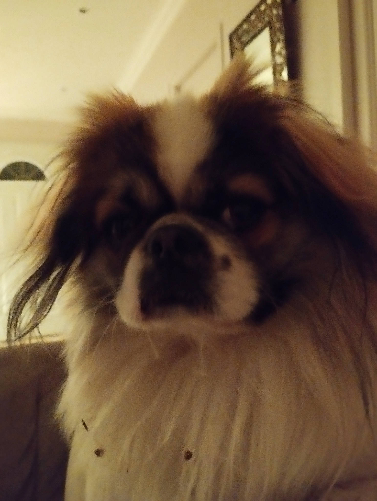 Pouchkine participe au concours pour gagner de l'argent avec cette photo : canidae, carnivore, companion_dog, dog, dog_breed, fawn, fur, japanese_chin, king_charles_spaniel, liver, non_sporting_group, pekingese, snout, sporting_group, terrestrial_animal, tibetan_spaniel, tints_and_shades, toy_dog, whiskers, working_animal