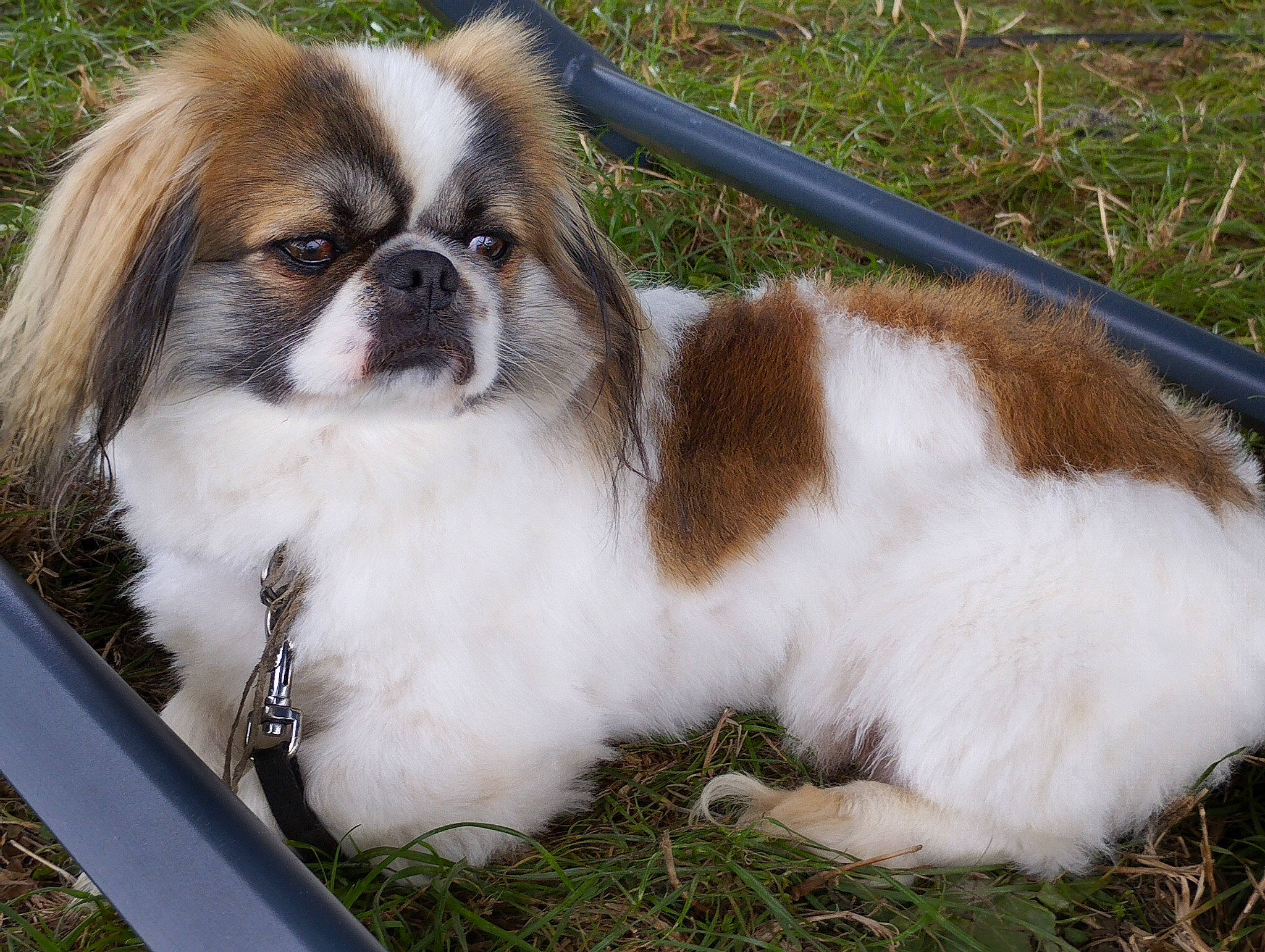 Pouchkine participe au concours pour gagner de l'argent avec cette photo : biting, canidae, carnivore, companion_dog, dog, dog_breed, eye, fawn, fur, grass, king_charles_spaniel, liver, plant, snout, sporting_group, terrestrial_animal, tibetan_spaniel, toy_dog, whiskers, working_animal