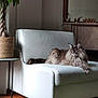 Sylvie Palignac a rejoint le concours — aidez-le/la à gagner de superbes lots ! cat, fluffy, armchair, white_furniture, plant, braided_trunk, indoor, living_room, wooden_floor, green_rug, relaxed, pet, feline, cozy, decor, natural_light, home, interior, comfortable, animal