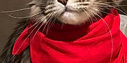 Sylvie Palignac participe au concours pour gagner de l'argent avec cette photo : cat, fluffy, red_bandana, pet, animal, feline, portrait, indoor, whiskers, ears, eyes, fur, cute, domestic_animal, close_up, mammal, adorable, looking_away, soft, companion