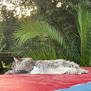 Sylvie Palignac participe au concours pour gagner de l'argent avec cette photo : cat, fluffy, gray, white, lying_down, red_surface, blue_edge, outdoor, nature, greenery, palm_leaves, relaxed, sunny, daytime, animal, pet, fur, side_view, resting, peaceful